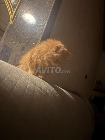 Chatons persans orange de 2,5 mois - 2