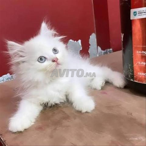 قطيط أنجورا التركي طويل الشعر