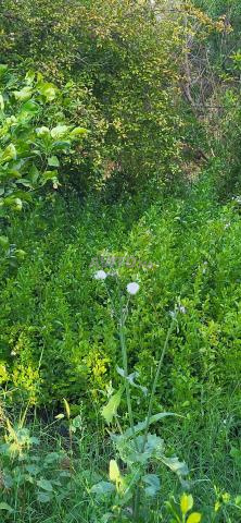 Duranta erecta تتميز بالخضرة - 2