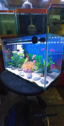 🐠 هل تبحث عن حوض أسماك بسعر مناسب؟ 🌿 - 2