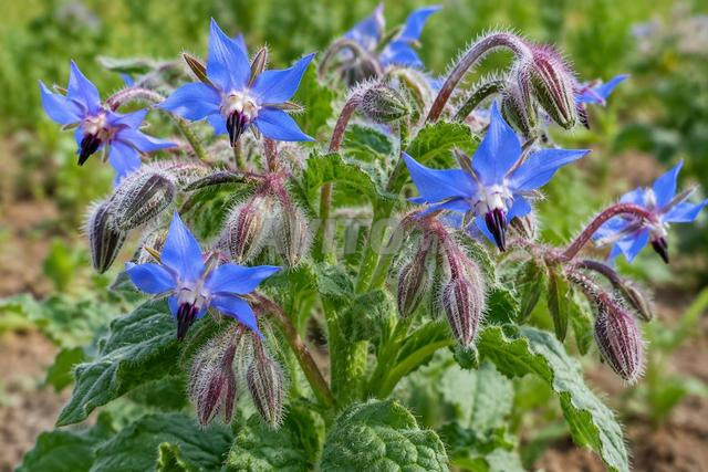 Borago officinalis - 2