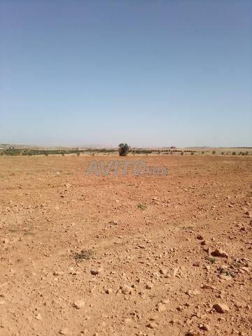 أرض فلاحية كلدمان ازغار - 2