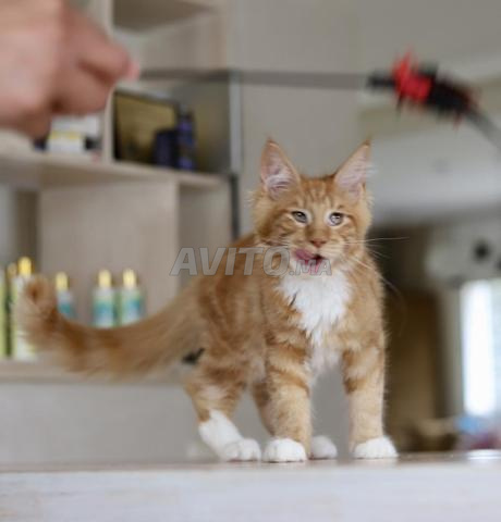 Chaton avec pedigree wcf