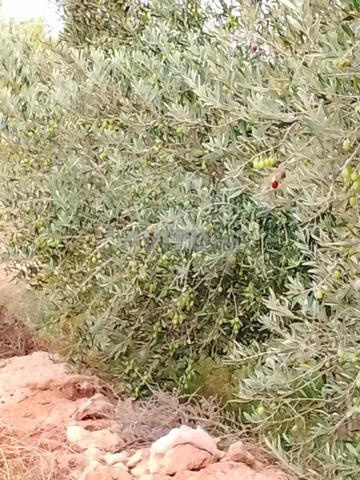 مزرعة للبيع - 2