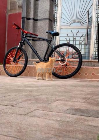 Vélo à vendre - 2