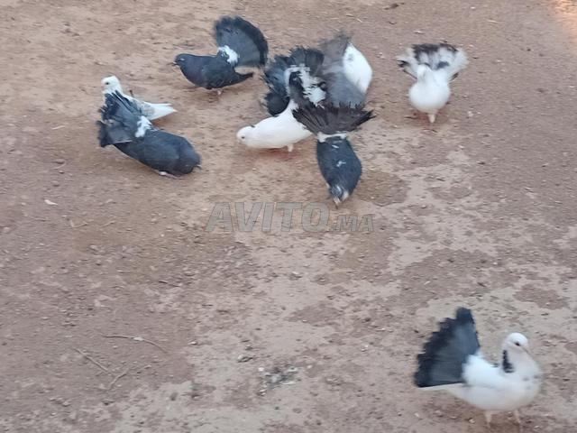 حمام رمادي حر - 2