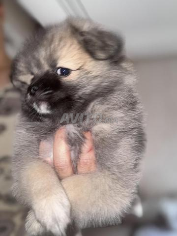 Spitz gris - 2