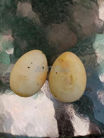 2 Œufs en Marbre - 2