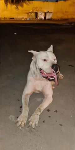 Dogo Argentin - 2