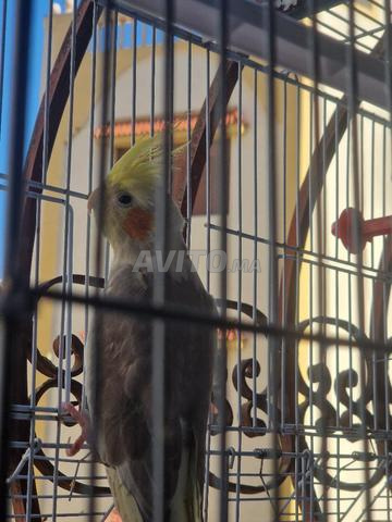 Oiseaux kolobsik à vendre - 2