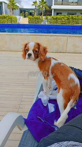 Magnifique Cavalier King Charles