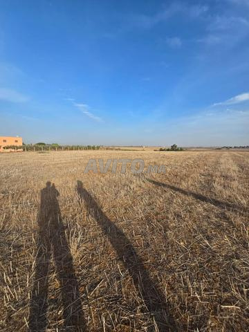 Terrain agricole à vendre 2 hectares - près de Mohammedia et Benslimane - 2