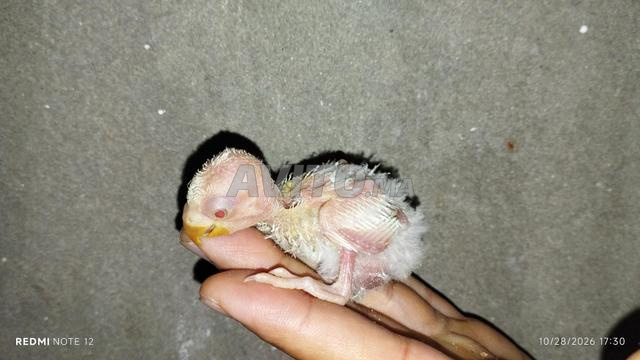 Bébé oiseau Rose Albino blanc - 2