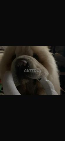Chien Chow-Chow mâle - 2