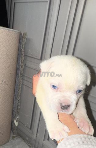 Canecorso femelle blanche 35 jours - 2