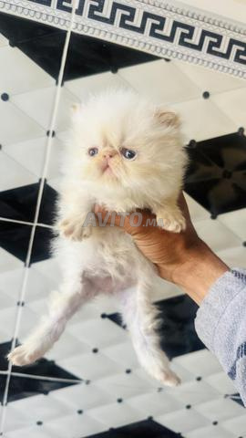 Magnifiques Chatons Persans Himalayens Flame - 2