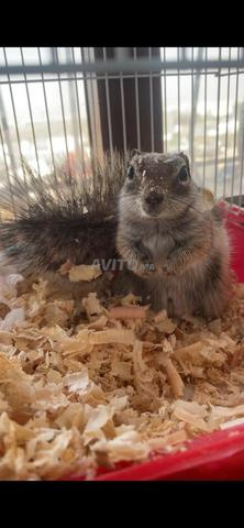 سنجاب أليف للبيع🐿️ - 2