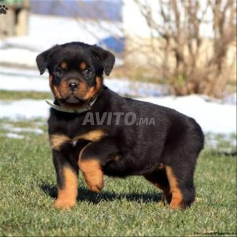 Rottweiler pédigré - 2