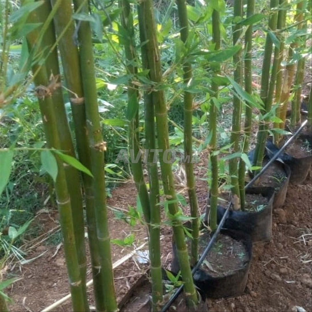 Phyllostachys bambou géant 5m réf 002 - 1