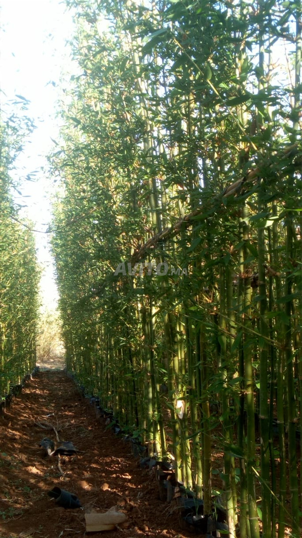 Phyllostachys bambou géant 5m réf 002 - 3