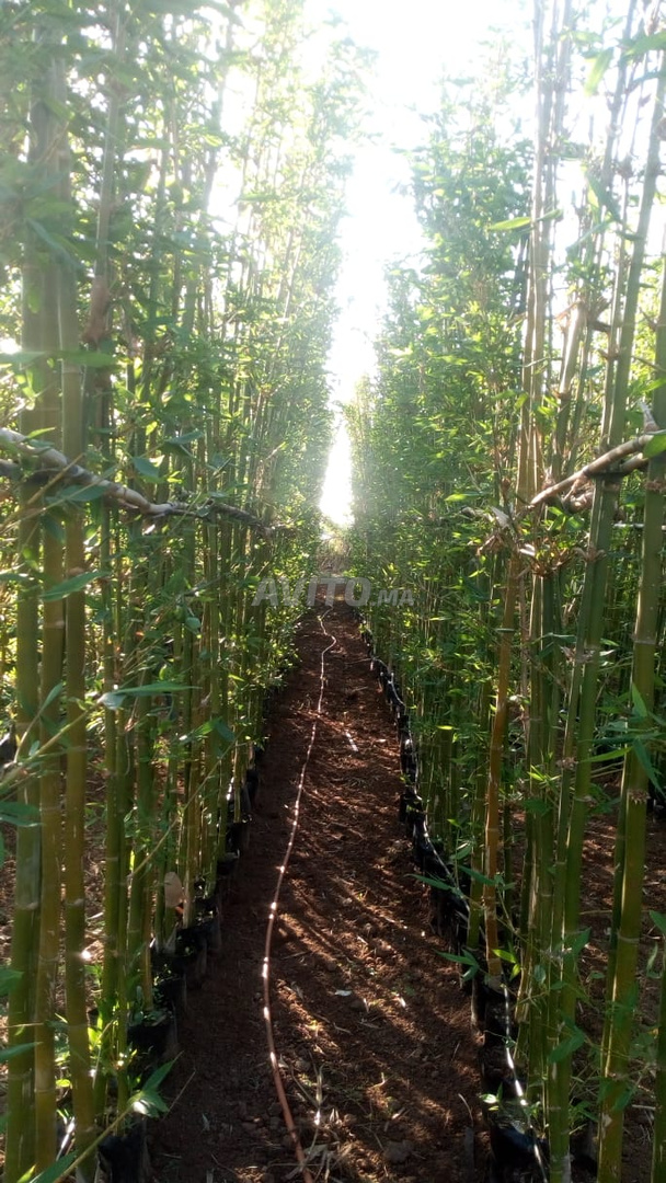 Phyllostachys bambou géant 5m réf 002 - 4