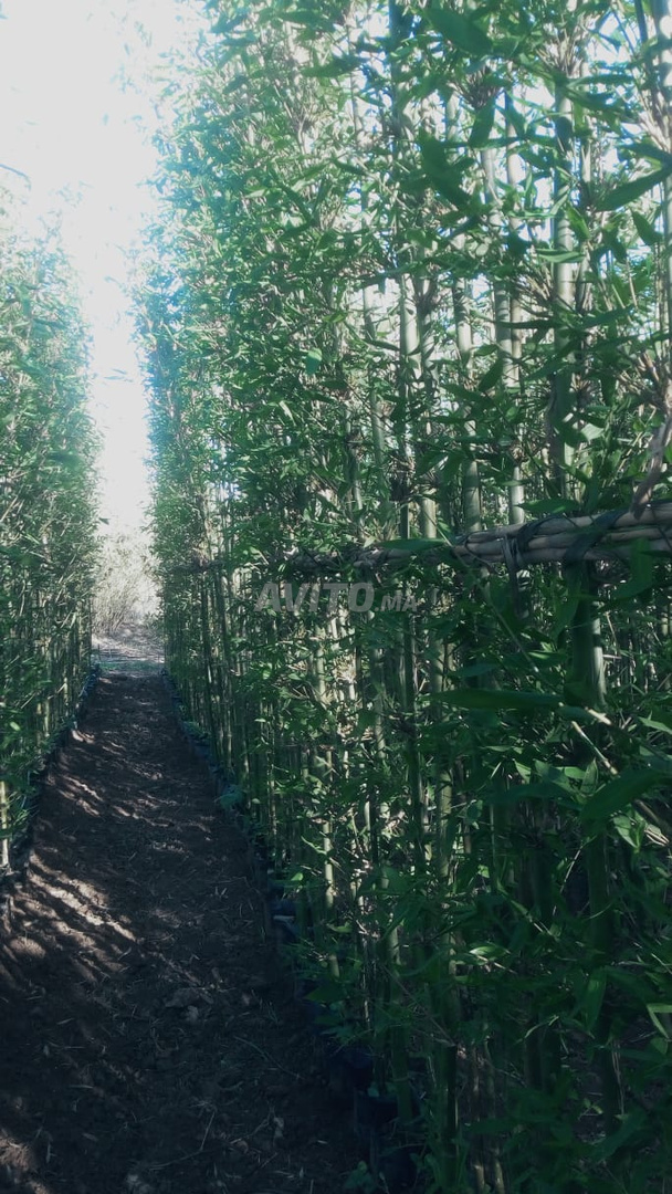 Phyllostachys bambou géant 5m réf 002 - 2