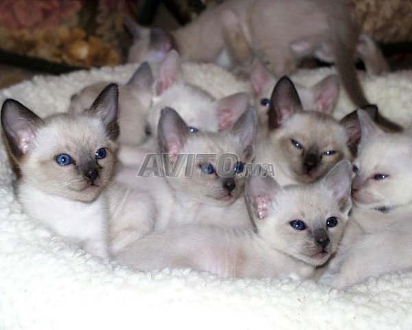 Des petites chatons avec vaccins chez just4you - 5