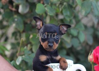 جرو من نوع pinsher nain متاح