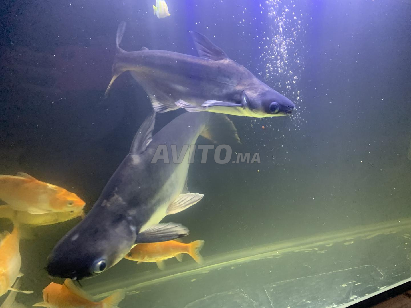 Requin Chat Pangasius A Vendre Animaux A El Jadida Avito Ma