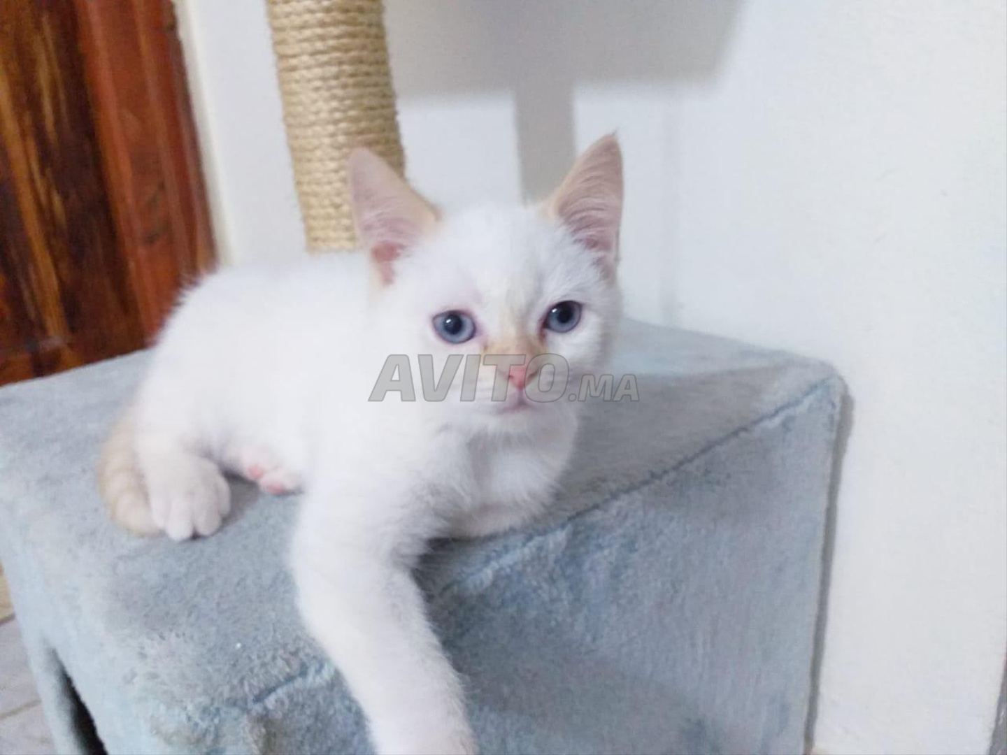 Chat Siamoi Red Point Animaux A Casablanca Avito Ma