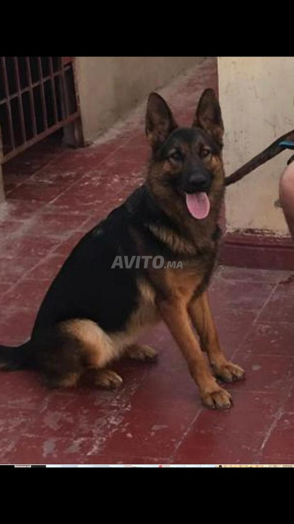 Femelle Berger Allemand Animaux A Sale Avito Ma 44368534
