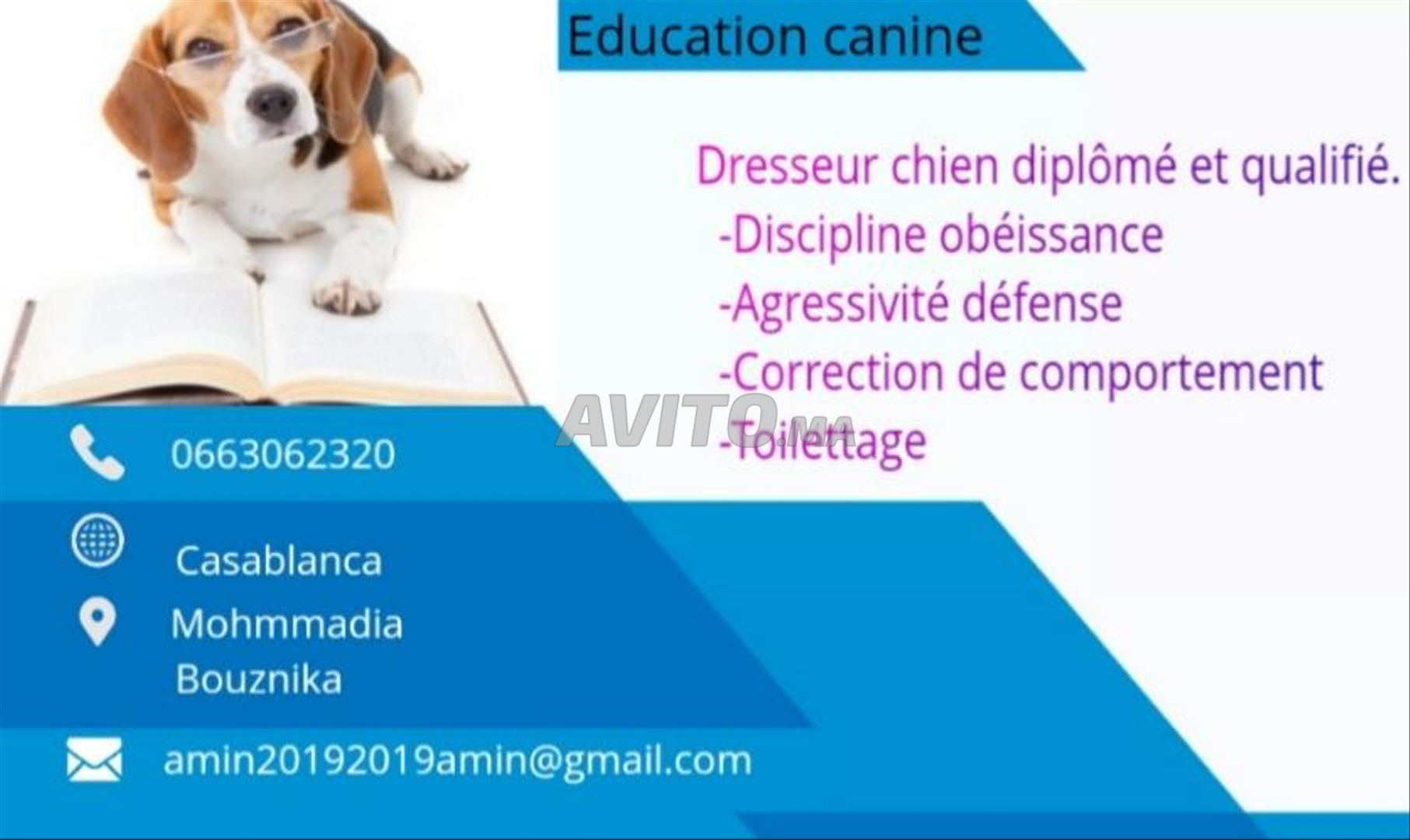 Dressage des chiens  Animaux à Mohammedia  Avito.ma -- 44675256