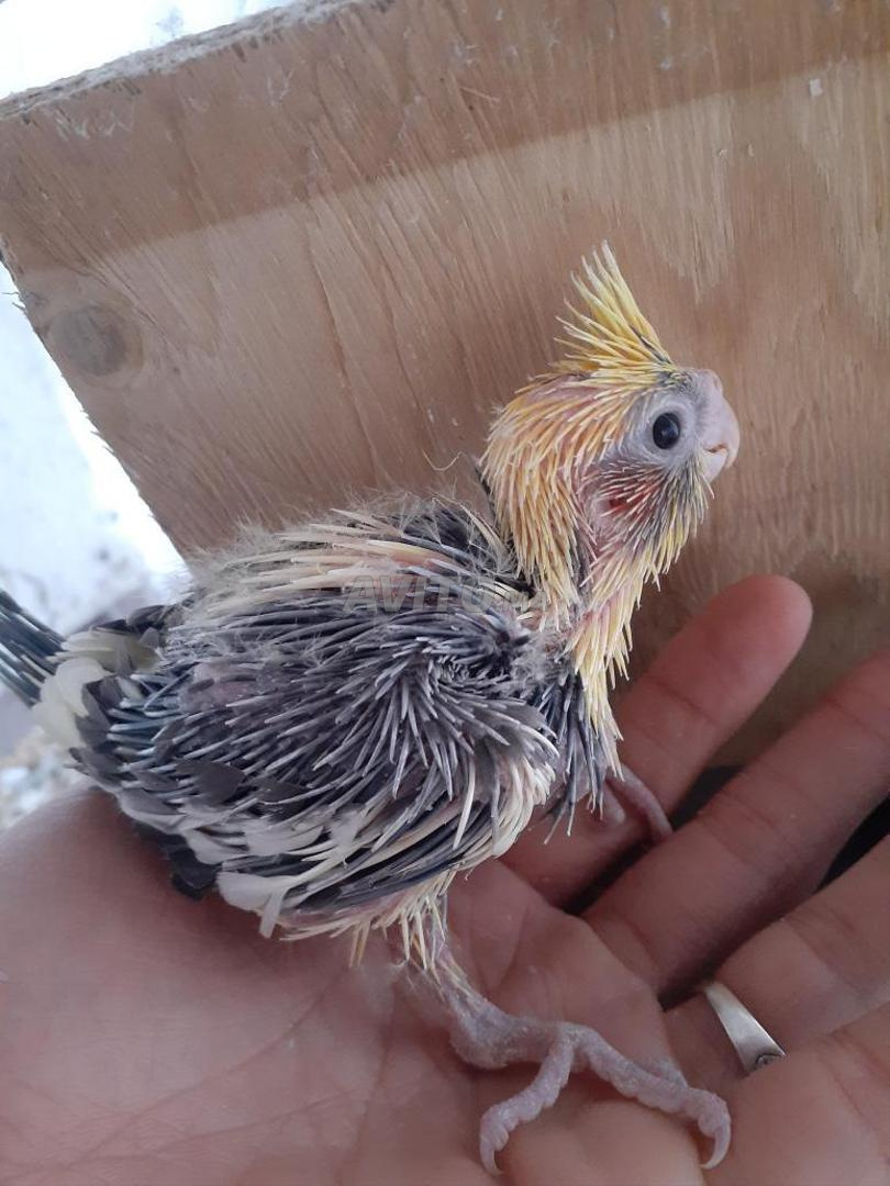 Calopsitte Animaux A Casablanca Avito Ma