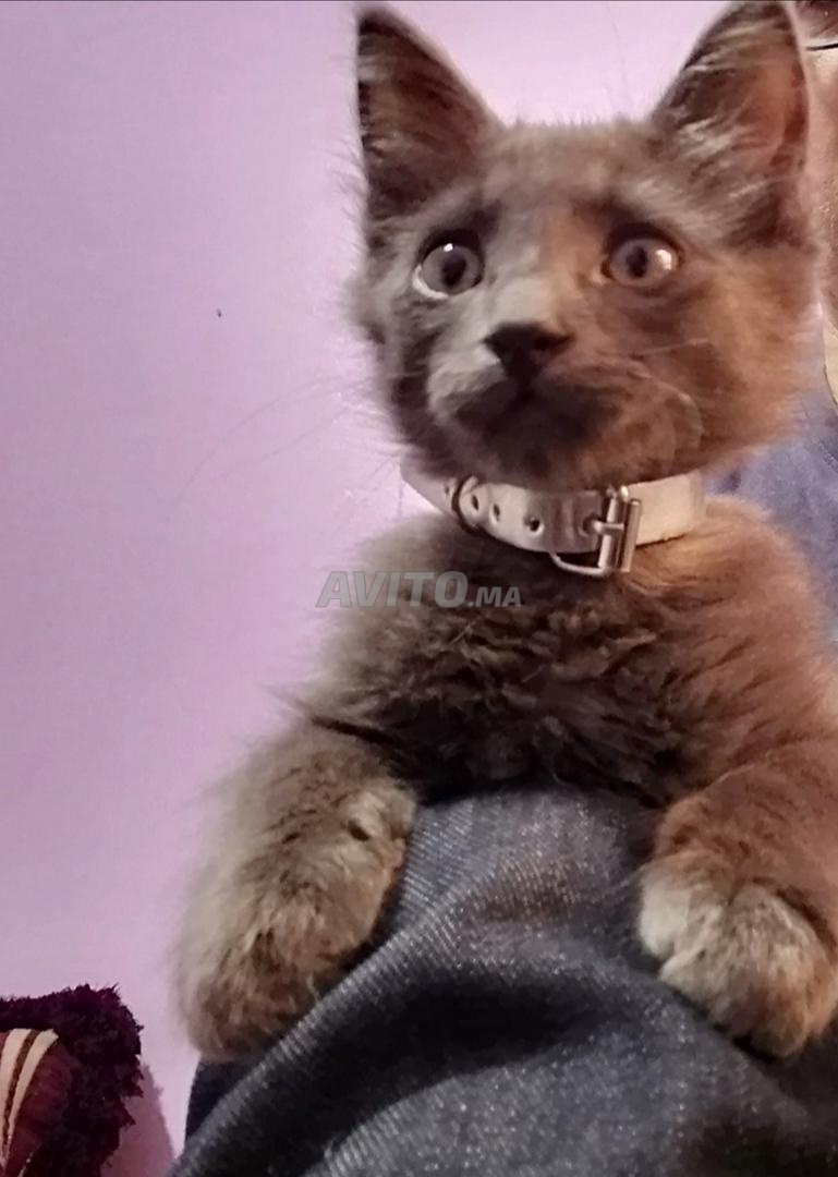 Chat Bleu Russe Animaux A Casablanca Avito Ma