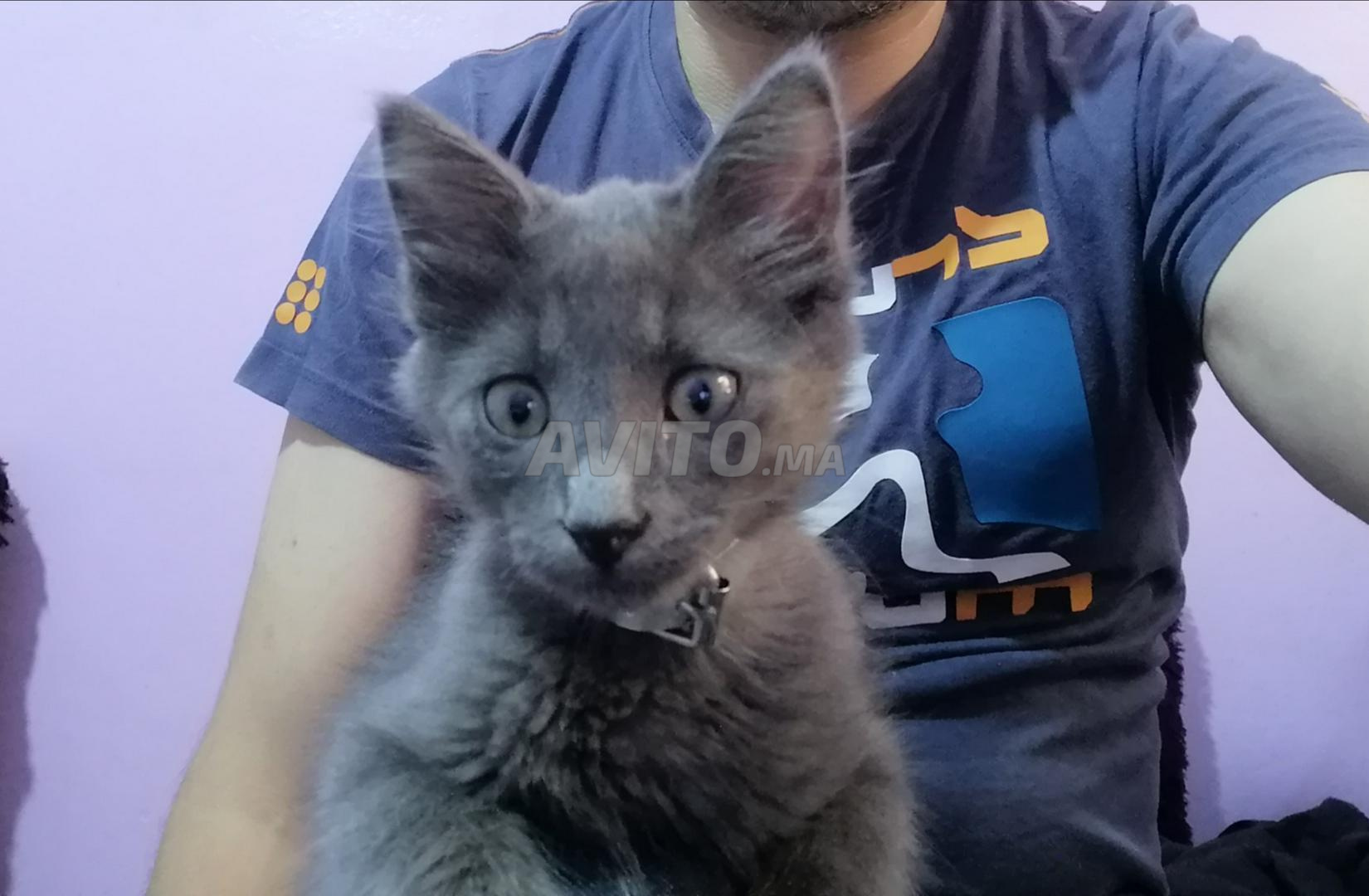 Chat Bleu Russe Animaux A Casablanca Avito Ma