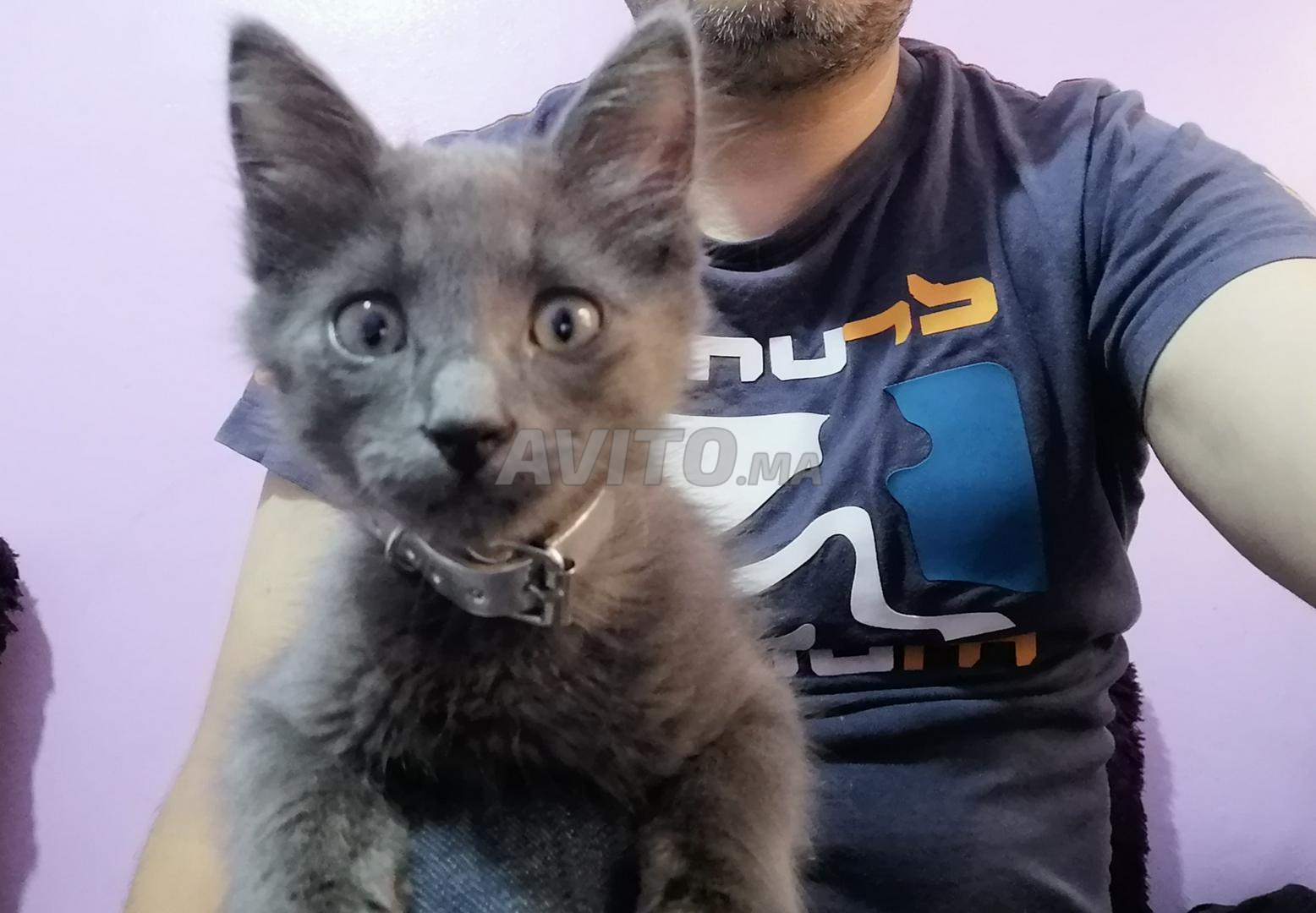 Chat Bleu Russe Animaux A Casablanca Avito Ma