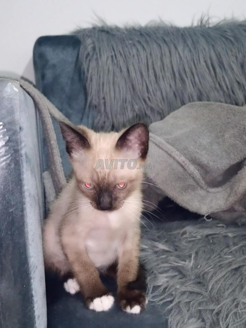 Chaton Siamois A Vendre Animaux A Casablanca Avito Ma