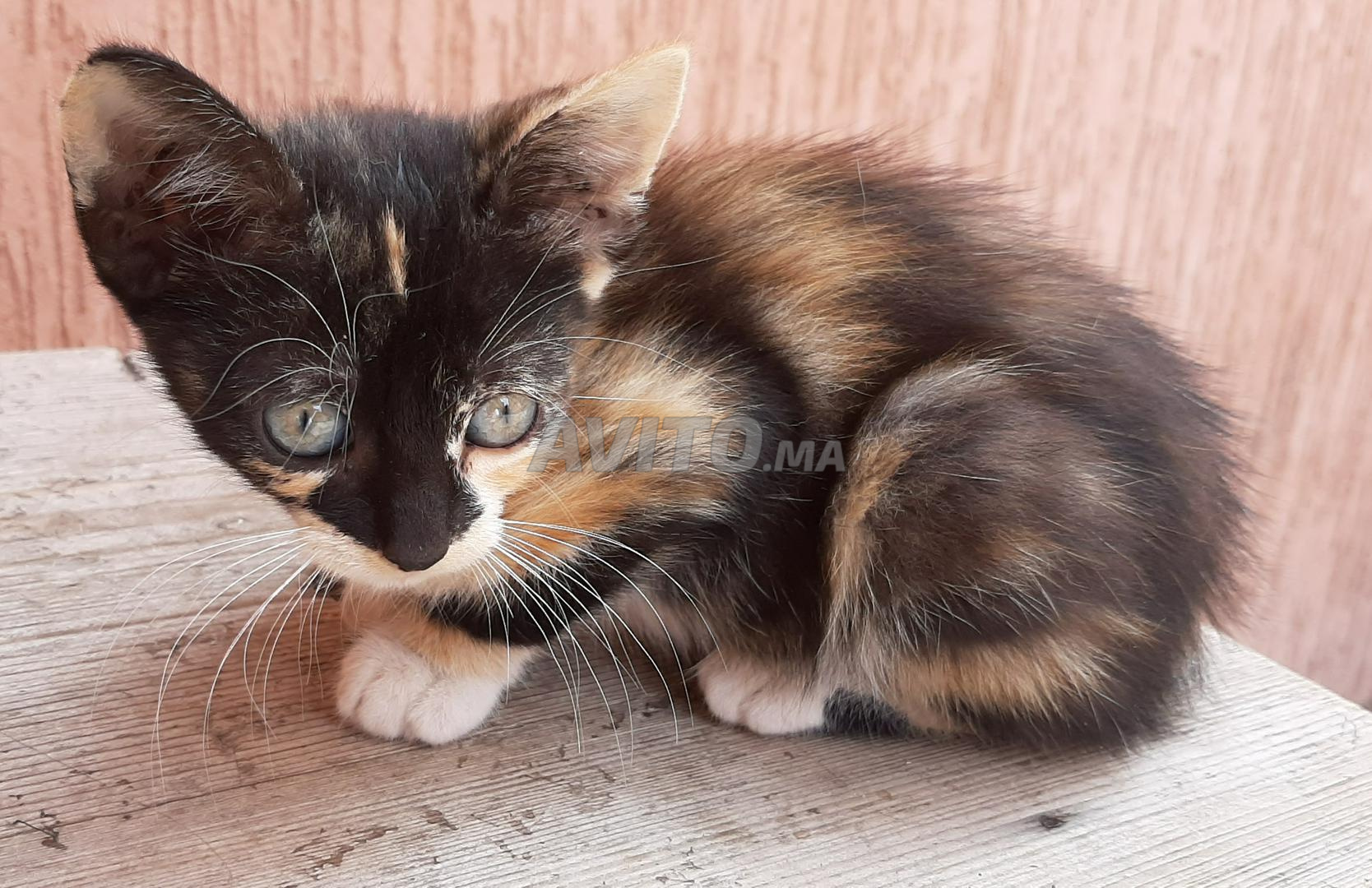 Chatons Tigre Et En Noir D Un Mois Et Demi Animaux A Casablanca Avito Ma Misc