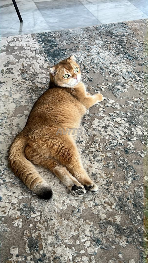 Scottish Fold Pure Race Golden Shell Animaux A Casablanca Avito Ma Misc Scottish Fold Pure Race Golden Shell Animaux A Casablanca Avito Ma Misc
