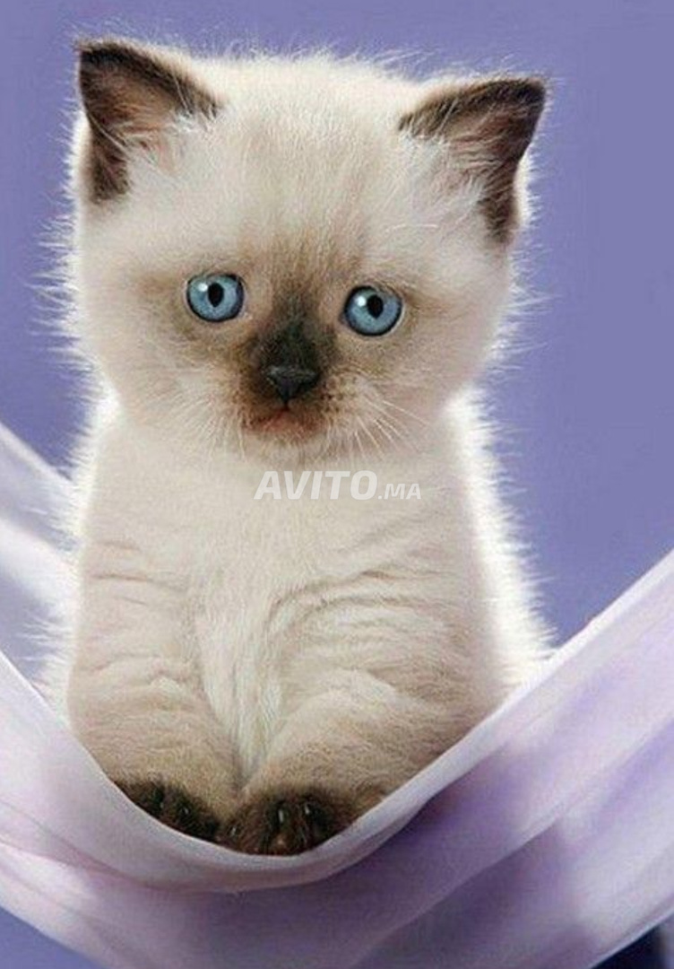 Chatons Siamois Et Angora Et Ragdoll Avec Vaccin Animaux A El Jadida Avito Ma