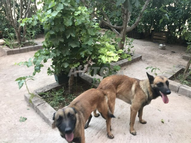 Chiots Malinois 1 Mois Animaux A Settat Avito Ma