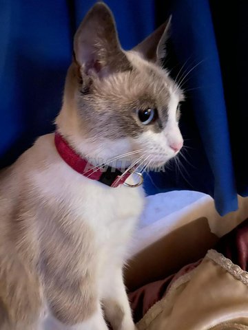 Chat Siamois Femelle Animaux A Casablanca Avito Ma