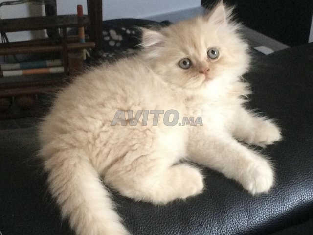 Chatons Fluffy Race Persan Chinchilla 1 Mois 24j Animaux A Casablanca Avito Ma