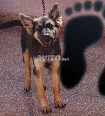 Chienne Berger Allemand Animaux A Ait Melloul Avito Ma 42702094