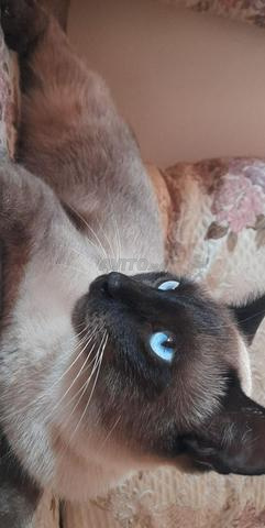 Chat Siamois A Vendre Animaux A Rabat Avito Ma