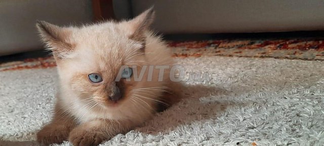 Ventre Chaton Siamois 50 Jours Autres A Sale Avito Ma