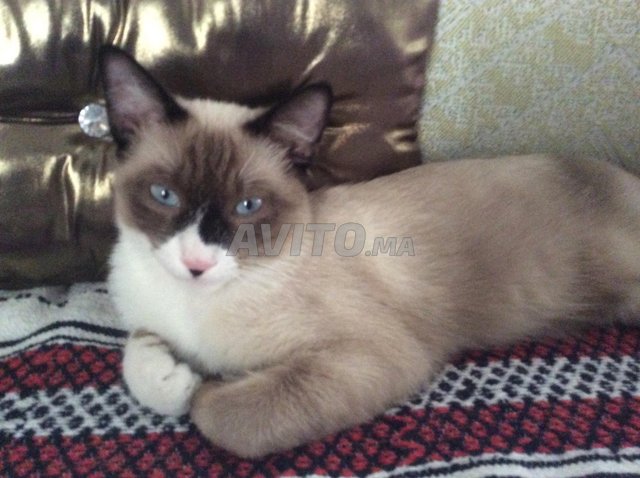 Chat Snowshoe Animaux A Marrakech Avito Ma 4902