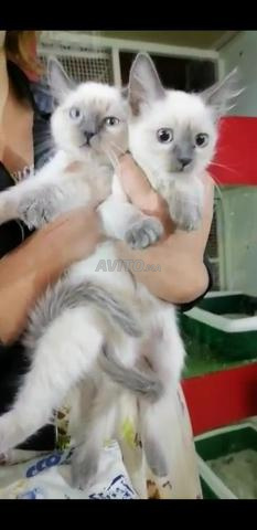 Siamoi Et Chien Dalmatien La Race Pure Animaux A Laayoune Avito Ma