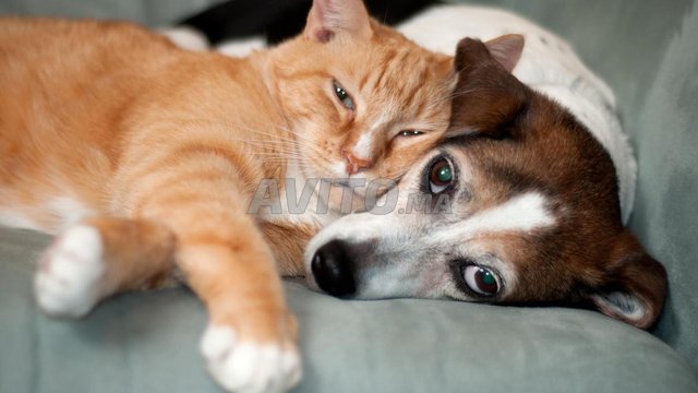 Garde De Chat Et Chien De Petite Taille Animaux A Tanger Avito Ma