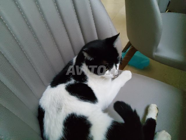 Chat Bicolore Animaux A Fes Avito Ma 4331